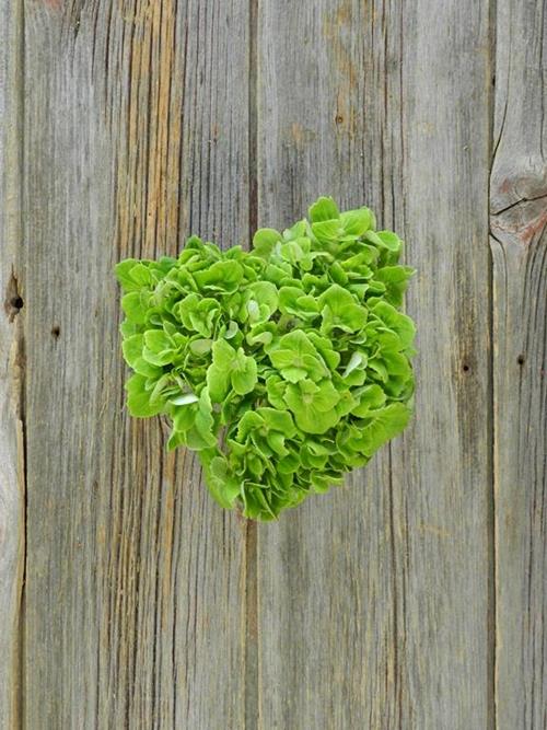 GREEN GARDENS GREEN HYDRANGEA